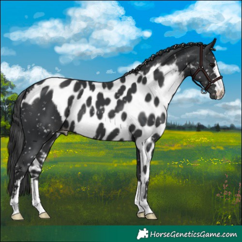 Horse Color:Black Skewed Appaloosa 