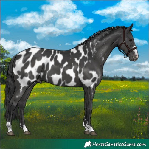 Horse Color:Black Near Leopard
