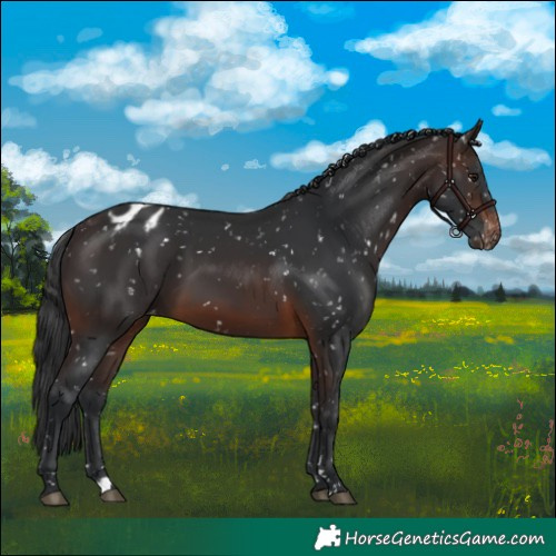 Horse Color:Brown Skewed Appaloosa 
