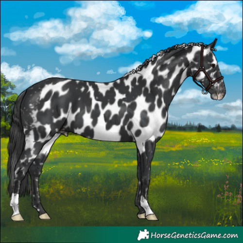 Horse Color:Black Skewed LP Spotted