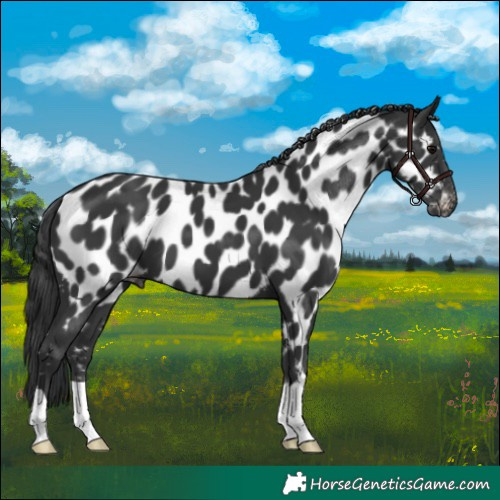 Horse Color:Black Appaloosa 