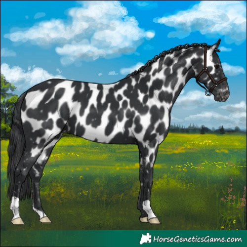 Horse Color:Black Appaloosa 