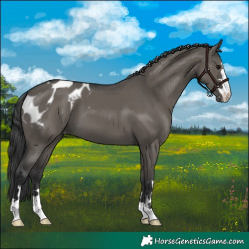 Horse Color:Grullo Appaloosa