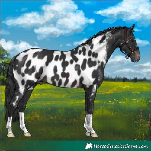 Horse Color:Brown Appaloosa 