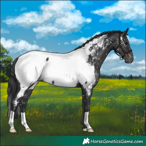 Horse Color:Black Appaloosa