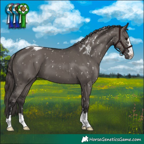 Horse Color:Smoky Grullo Skewed Appaloosa 