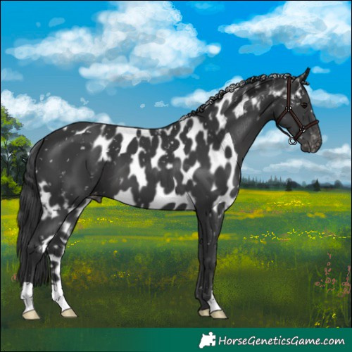 Horse Color:Black Skewed Appaloosa 