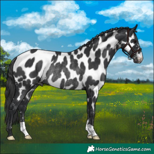 Horse Color:Black Appaloosa Rabicano