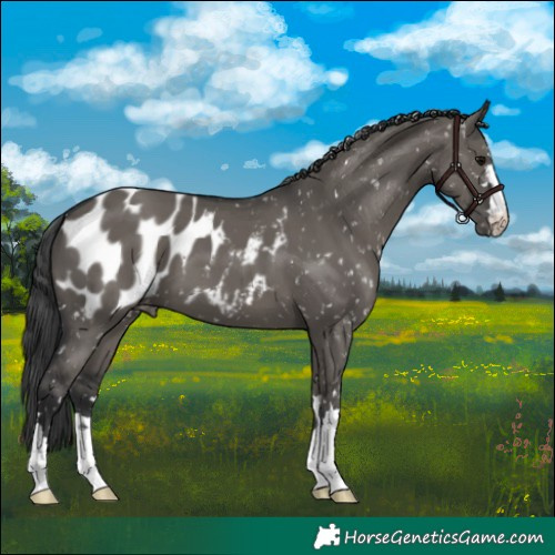 Horse Color:Grullo Appaloosa 