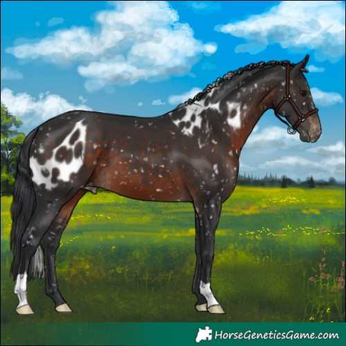 Horse Color:Brown Skewed Appaloosa
