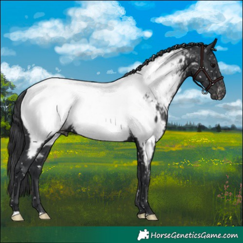 Horse Color:Black Near Fewspot 