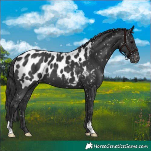Horse Color:Black Appaloosa 