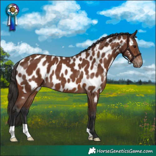 Horse Color:Brown Appaloosa 