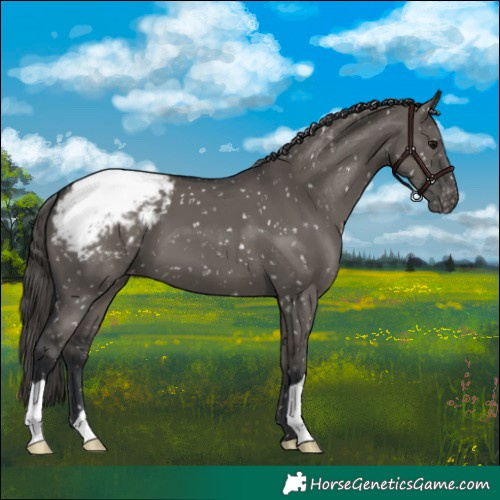 Horse Color:Grullo Appaloosa 