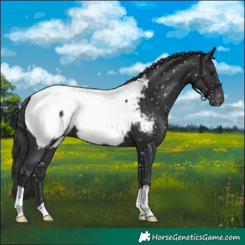 Horse Color:Black Appaloosa 