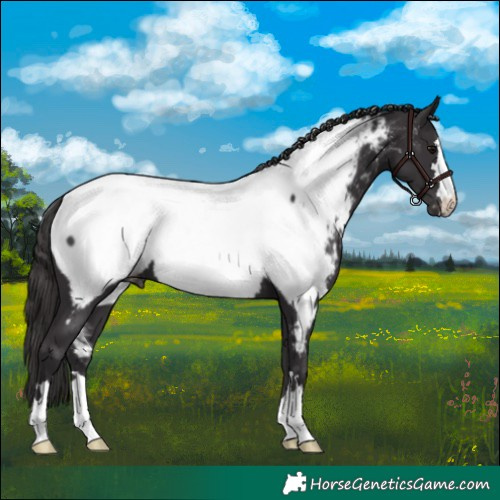 Horse Color:Smoky Black Appaloosa 