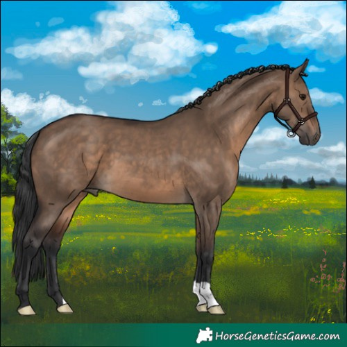 Horse Color:Brown Dun
