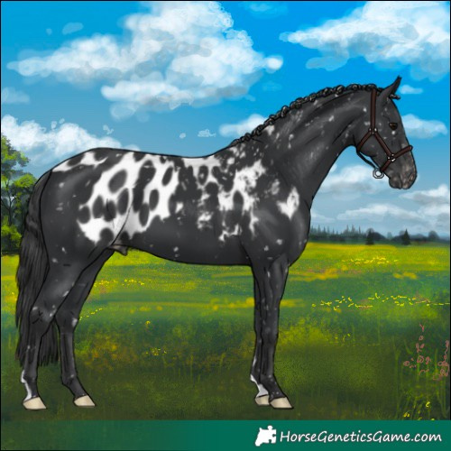Horse Color:Black Skewed Appaloosa 