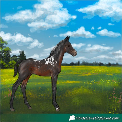 Horse Color:Brown Skewed Appaloosa 