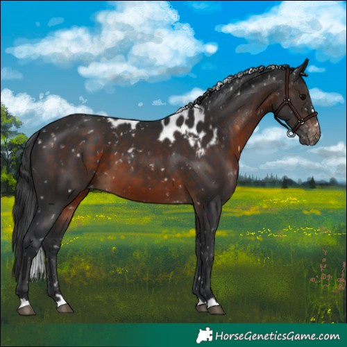 Horse Color:Brown Skewed Appaloosa 