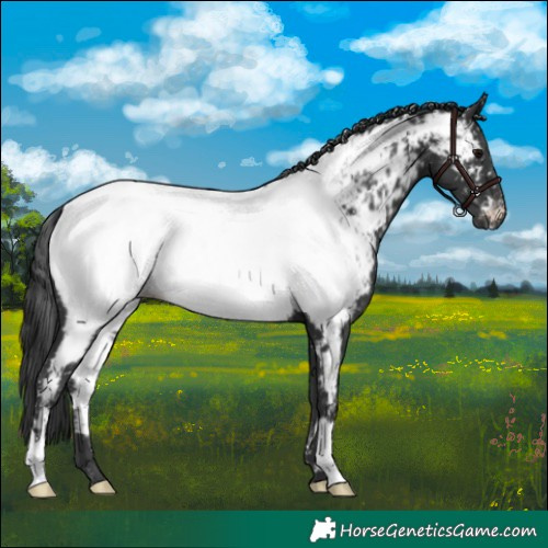 Horse Color:Black Appaloosa 