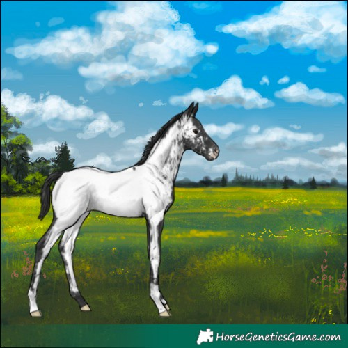 Horse Color:Black Appaloosa 