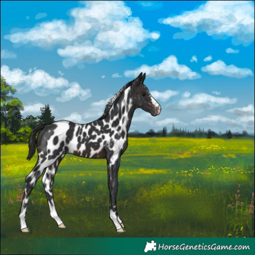 Horse Color:Brown Skewed Appaloosa