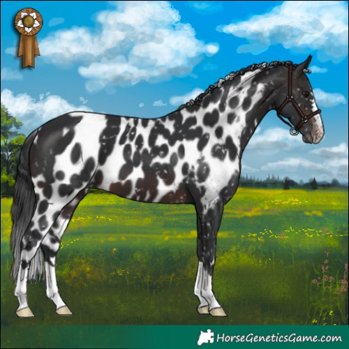 Horse Color:Brown Skewed Appaloosa