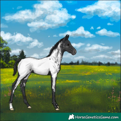 Horse Color:Black Appaloosa 