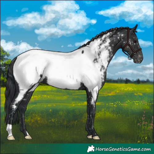 Horse Color:Black Appaloosa 