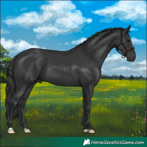 Horse Color:Black 