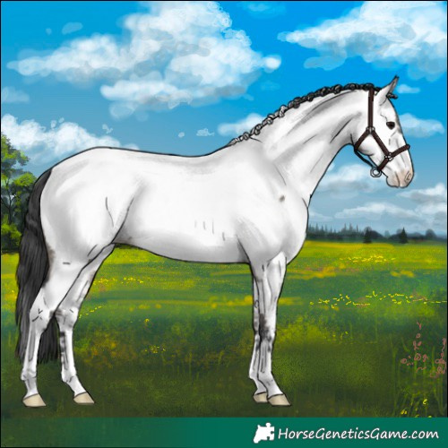 Horse Color:Grullo Near Fewspot 