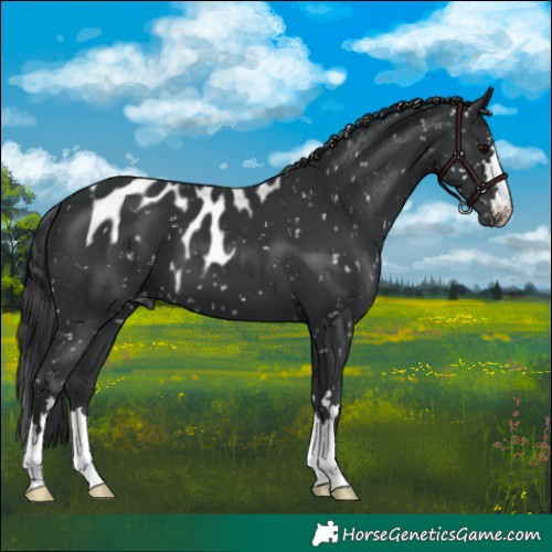 Horse Color:Black Skewed Appaloosa 