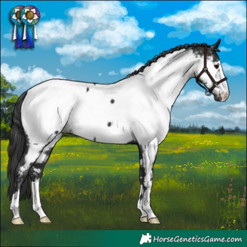 Horse Color:Black Appaloosa