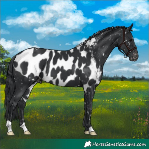 Horse Color:Black Skewed Appaloosa