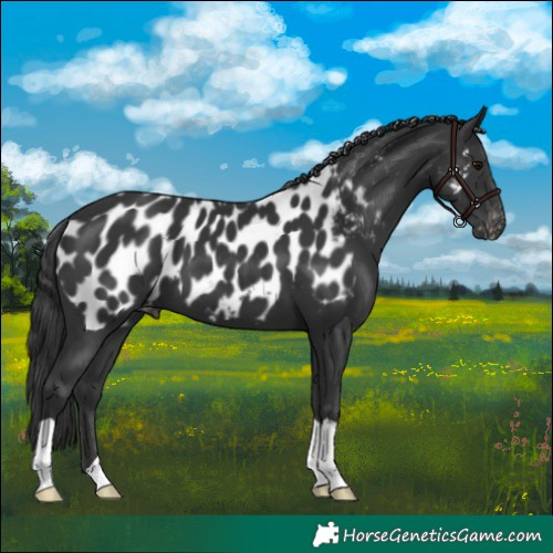 Horse Color:Black Appaloosa