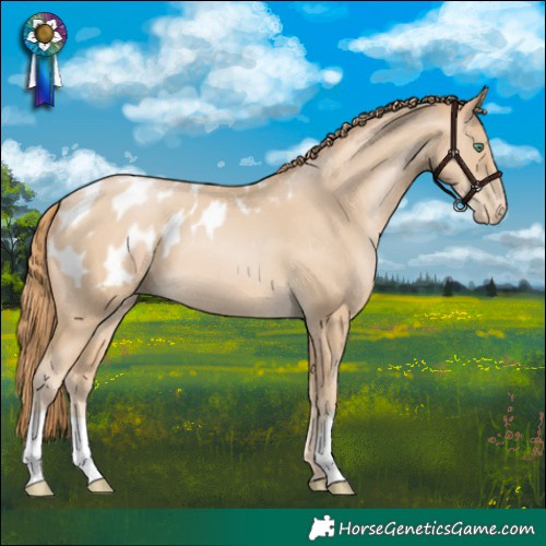 Horse Color:Smoky Black Pearl Appaloosa