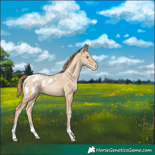 Horse Color:Smoky Black Pearl Appaloosa 