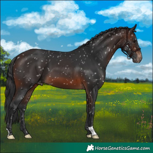 Horse Color:Brown Skewed Appaloosa 