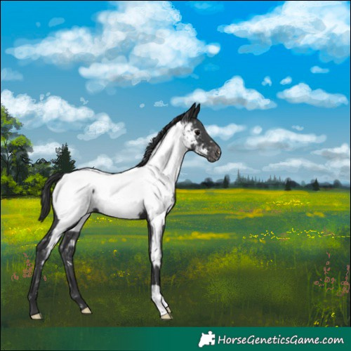 Horse Color:Black Appaloosa 