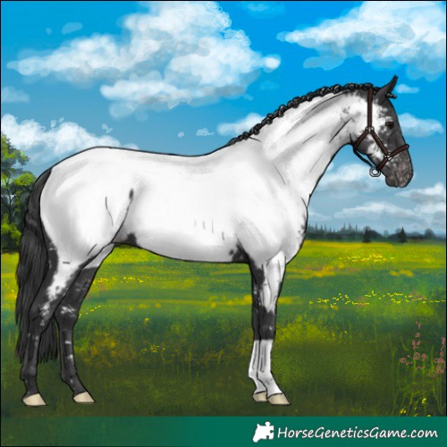 Horse Color:Black Appaloosa