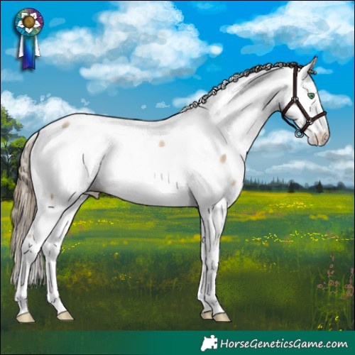 Horse Color:Smoky Black Pearl Appaloosa 