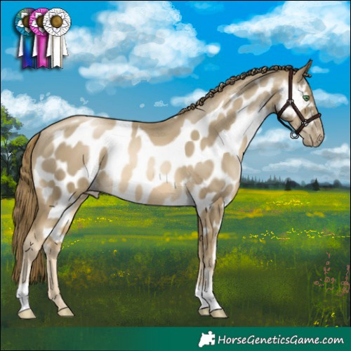 Horse Color:Smoky Black Pearl Skewed Appaloosa 