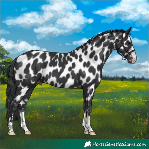 Horse Color:Black Appaloosa