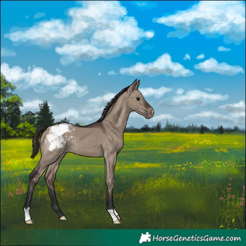 Horse Color:Brown Dun Appaloosa