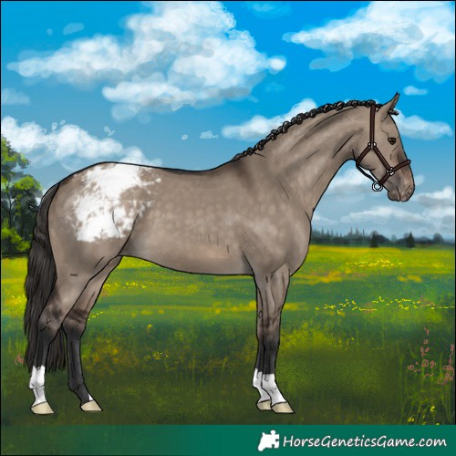 Horse Color:Brown Dun Appaloosa 