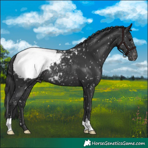 Horse Color:Black Appaloosa