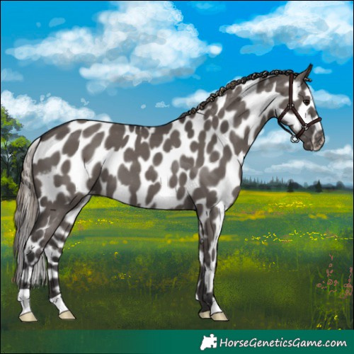 Horse Color:Smoky Grullo Skewed Appaloosa 