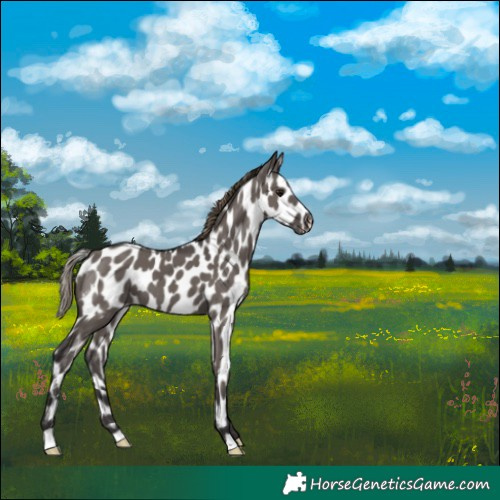 Horse Color:Smoky Grullo Skewed Appaloosa