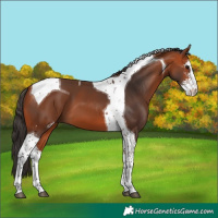 Horse Color:Bay Sabino Tobiano